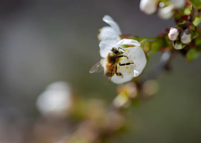 Gaestehaus Gutensohn
