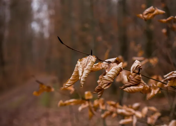 Gaestehaus Gutensohn *