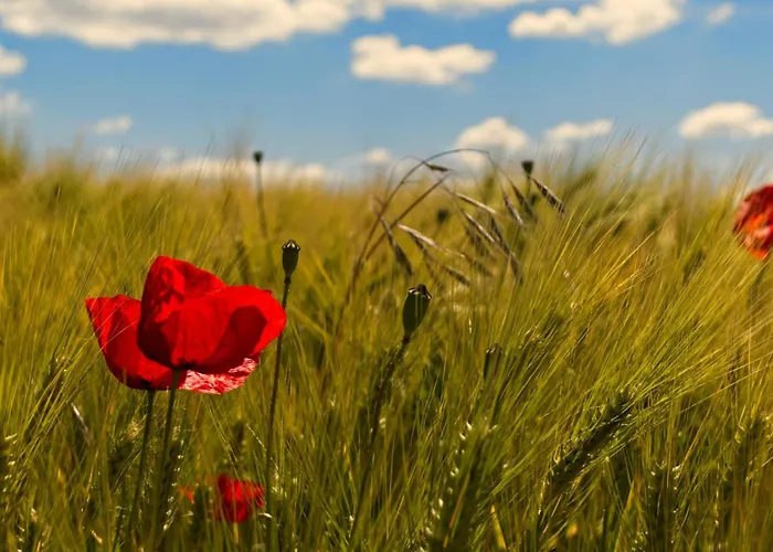 Gaestehaus Gutensohn * 바서부르크